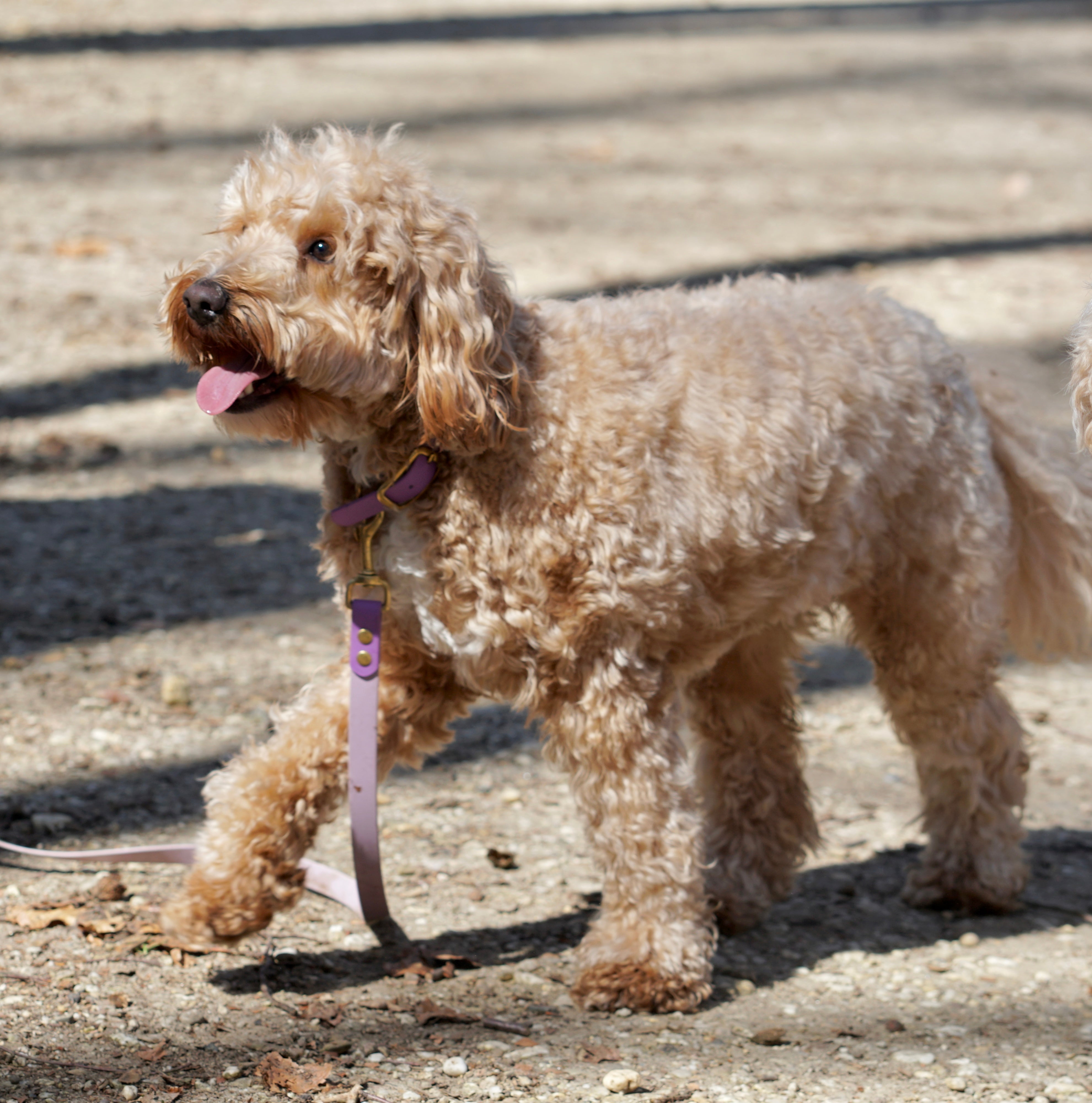 Een Nieuwe Pup in Huis: Waar Moet Je Op Letten?