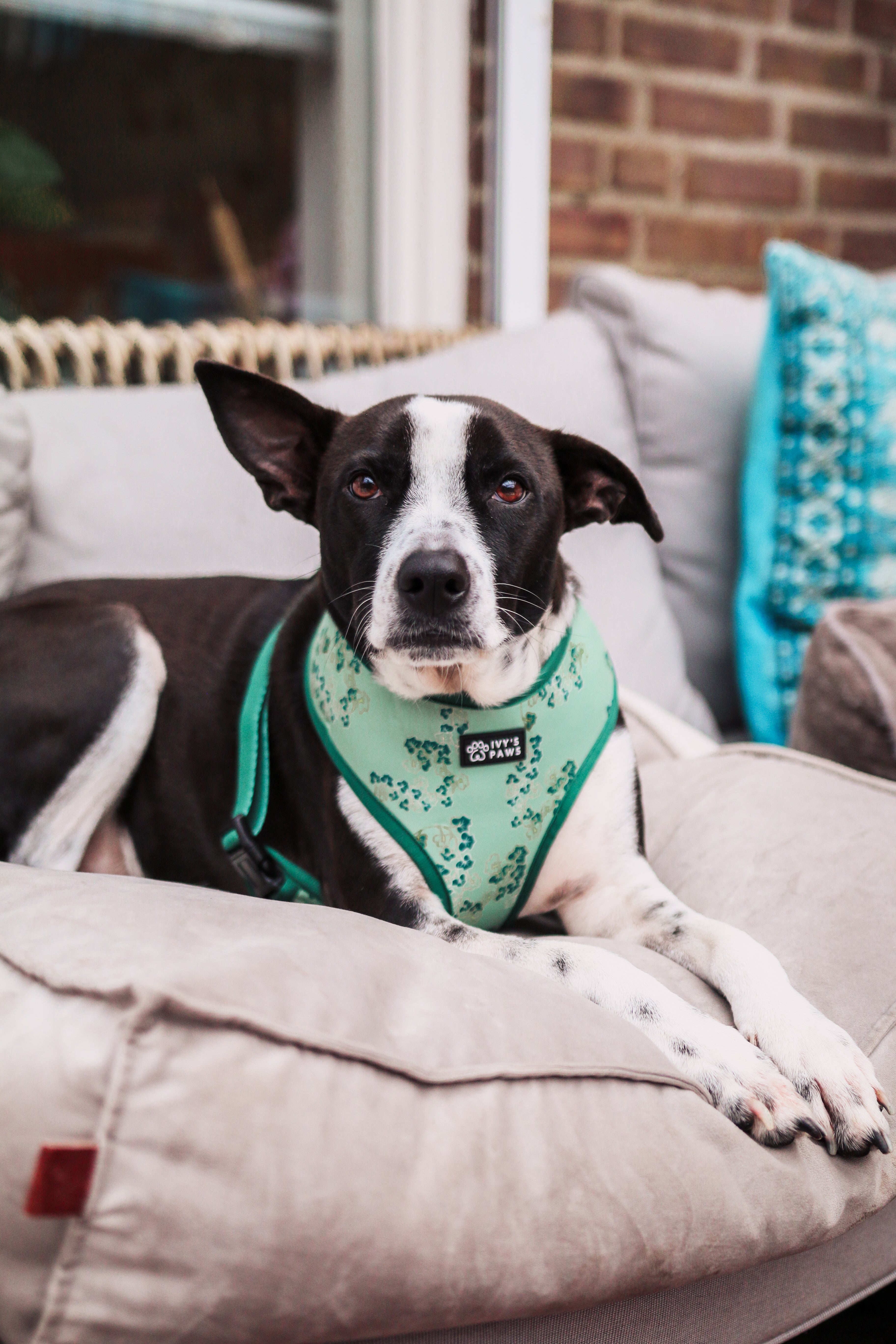 Neopreen Snel Drogenende Harnassen voor Honden: Comfort en Functionaliteit in Eén