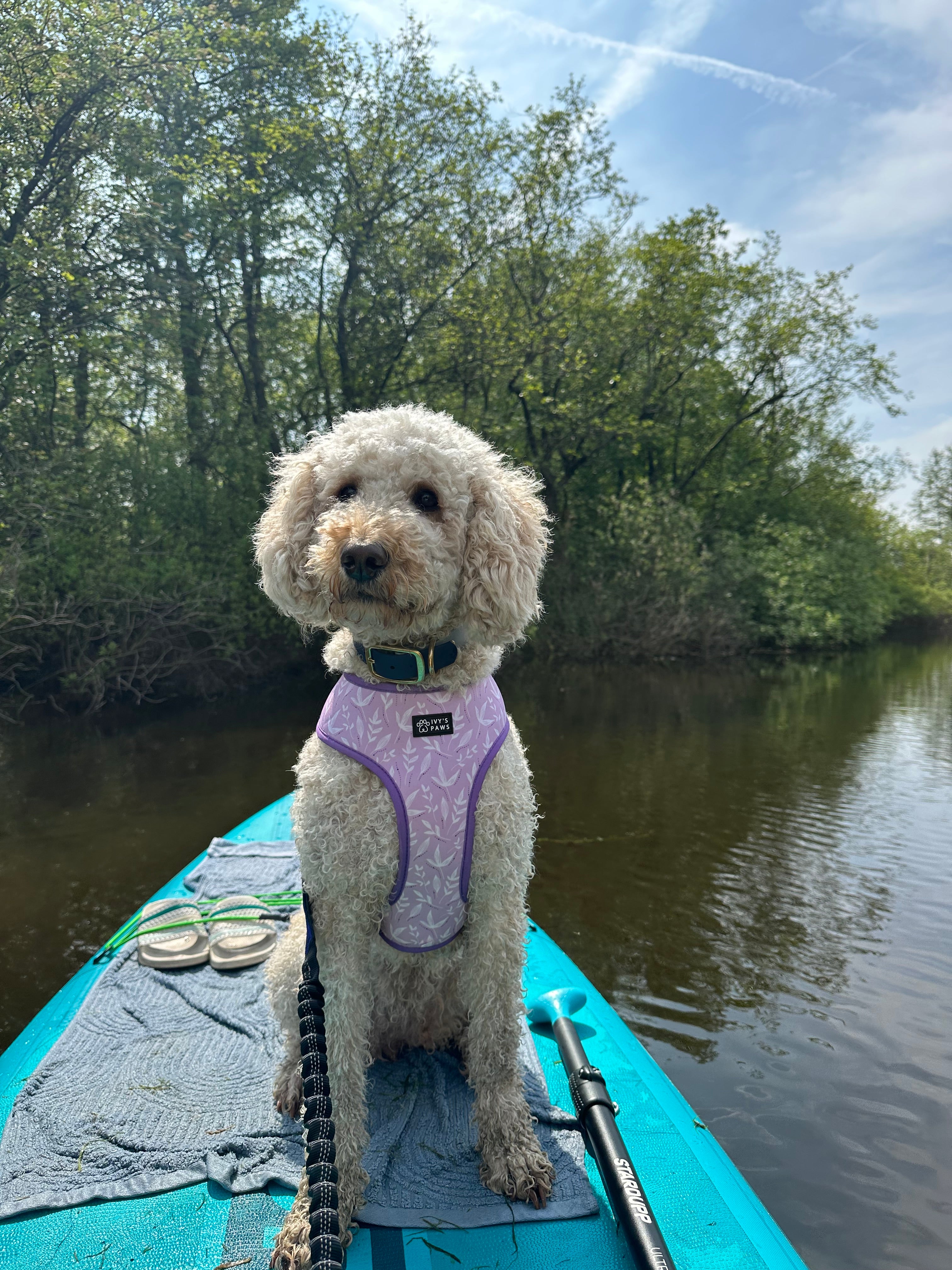 Suppen met je Hond: Een Gids voor Avontuurlijke Peddeltochten