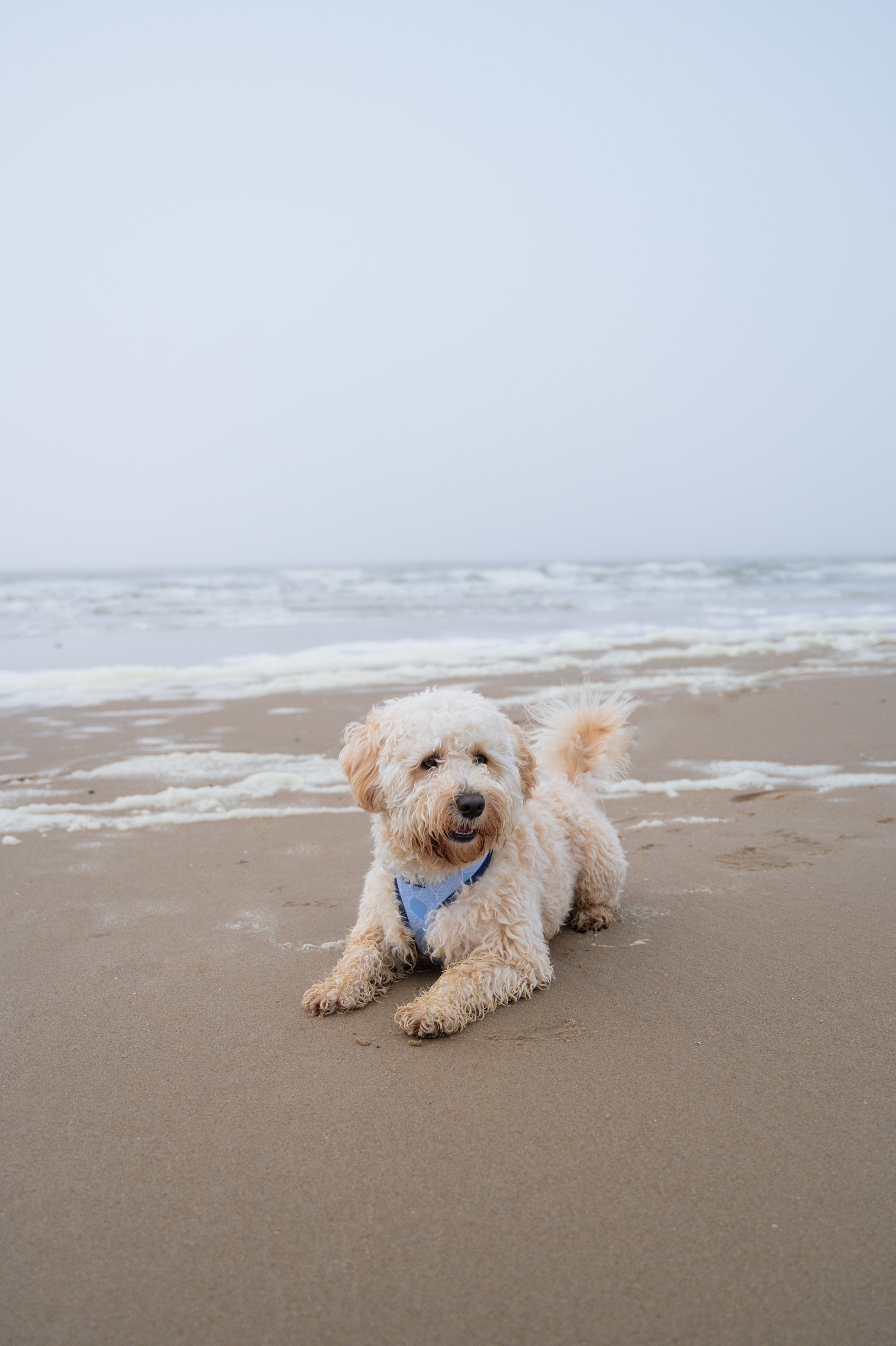 Waarom Zwemmen Goed is voor je Hond: De Voordelen voor Jouw Viervoeter