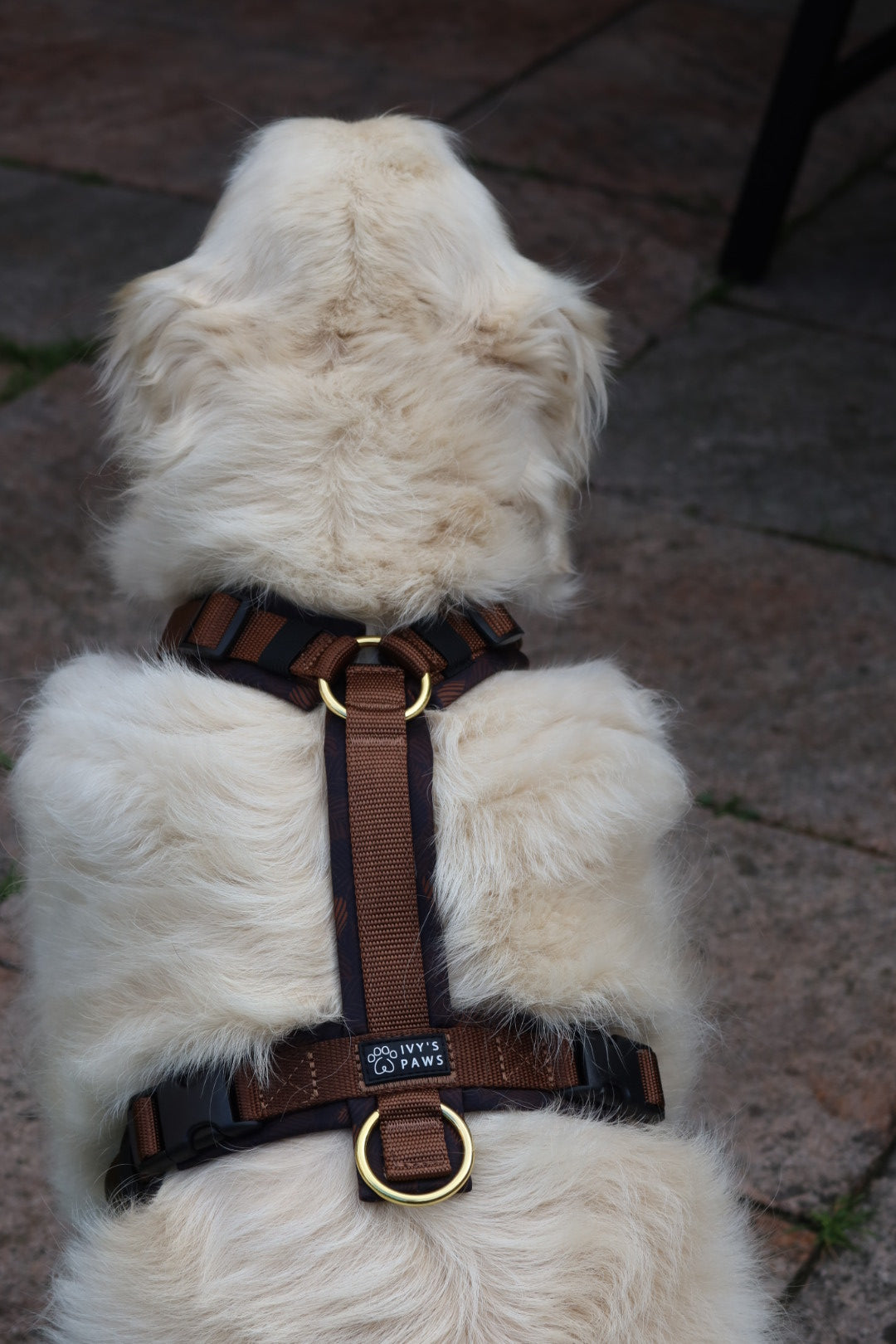 IVY'S PAWS