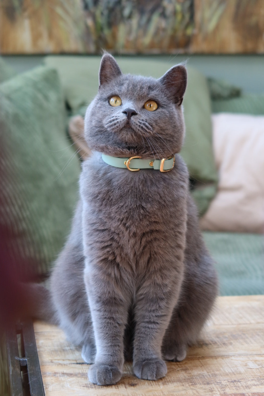 IVY'S PAWS